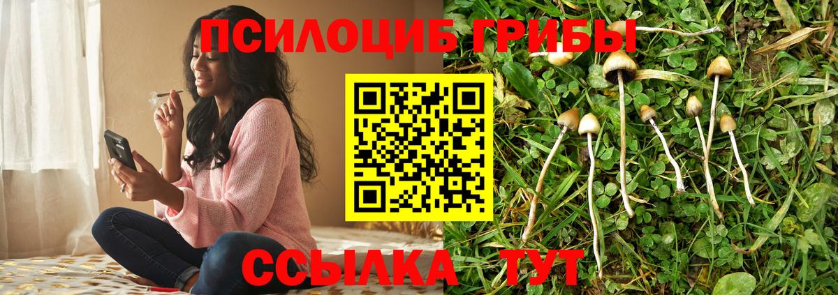 Малгобек  Псилоцибиновые грибы Psilocybine cubensis  Вход с VPN 
